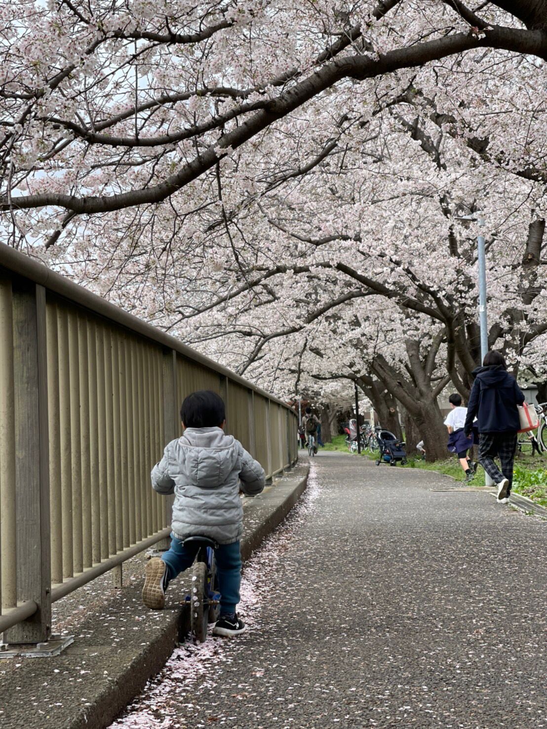 Ilustrasi Musim Semi di Jepang oleh Widi MS / Sabili.id