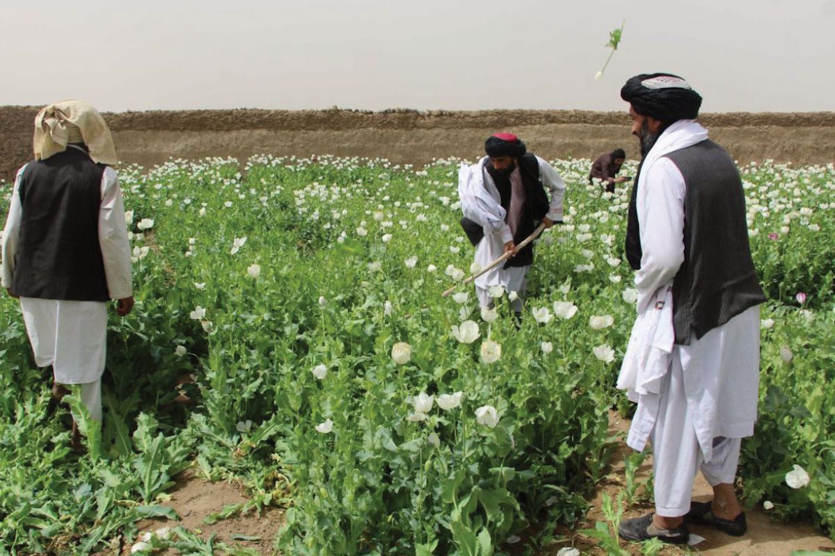 Pemusnahan Tanaman Poppy oleh Pemerintah Imarah Islamiyyah Afghanistan / Sabili.id