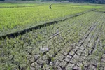 Indonesia Hadapi El Nino, Persiapkan dan Pahami Dampaknya