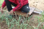 Hidup Lagi: Kisah Perjuangan Korban Gaza Menumbuhkan Lahan