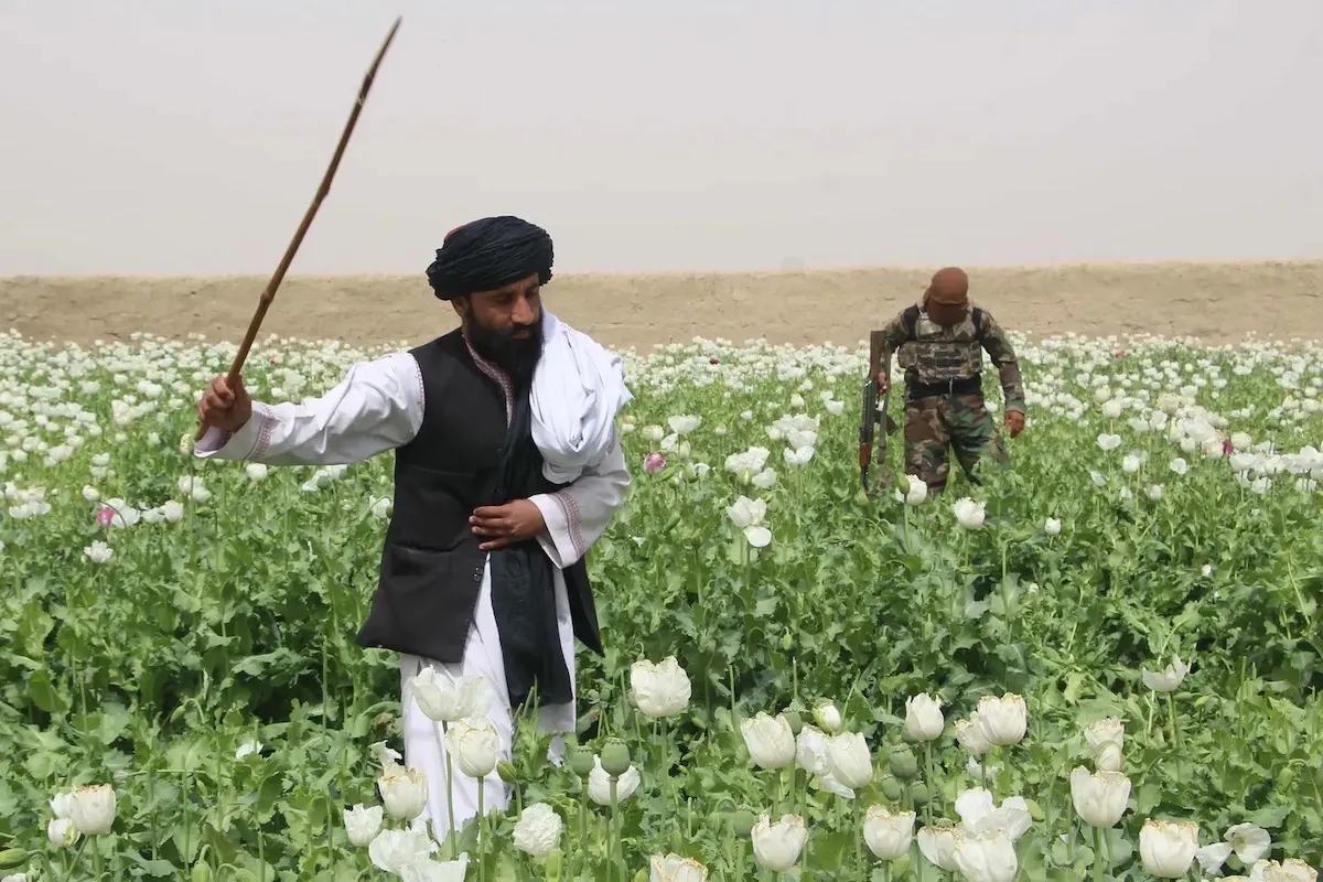 Keberhasilan Imarah Islamiyyah Afghanistan Memberantas Narkoba
