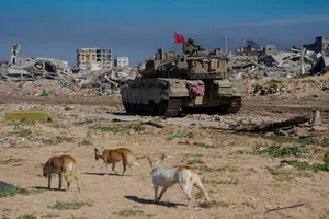 Tak Terduga! Seribu Anjing Liar Menyusup ke Israel dan Serang Tentara