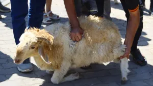 Haruskah Menyebut Nama Pequrban Saat Menyembelih Hewan Qurban?