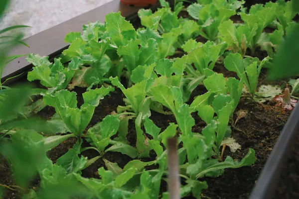 Hadapi Puncak El Nino dan Kemarau, Jangan Lupa Urban Farming