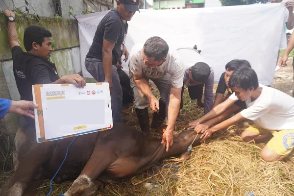 IDEAS: Banyak Daerah Defisit Daging Qurban, Pembagian Harus Sampai ke Pelosok