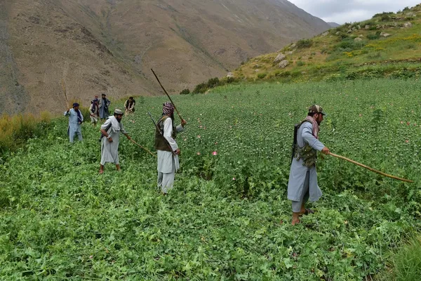 Luar Biasa! Taliban Berhasil Pangkas Habis Opium Hingga 95 Persen!