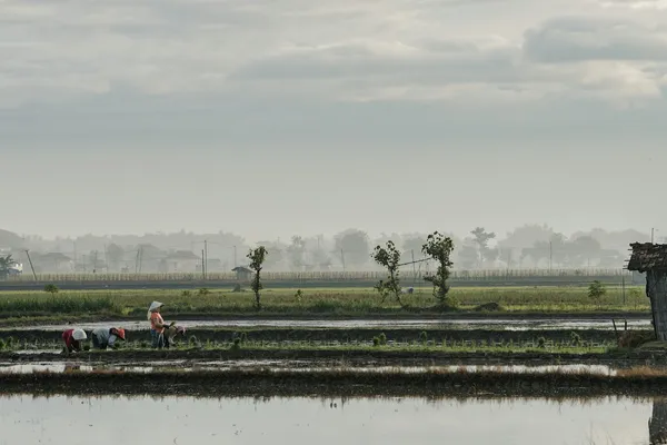 Swasembada Pangan, Target Ambisius Prabowo yang Terganjal Banjir Impor dan Susutnya Sawah